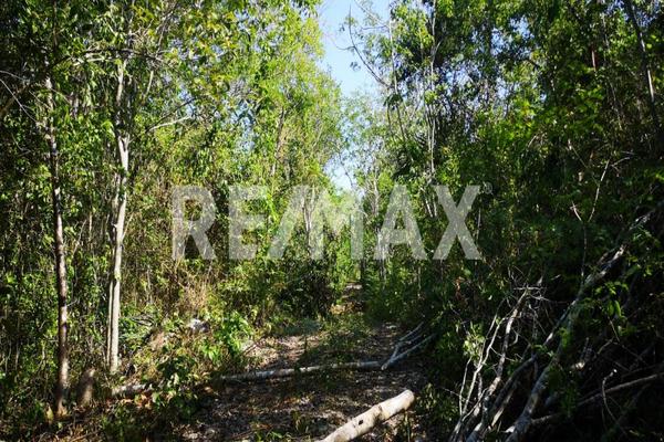 Foto de inmueble en CARRETERA TULUM - COBA, Col. Tulum Centro C.P. 77760, Tulum