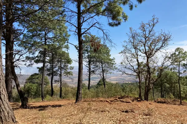 Foto de inmueble en Cuahutémoc, Col. Mazamitla C.P. 49500, Mazamitla