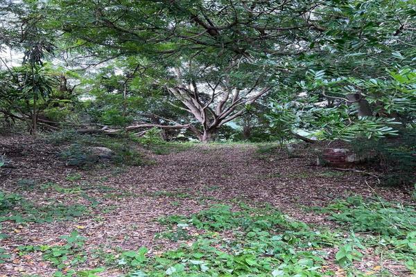Foto de inmueble en Los Asmoles, Col. Los Asmoles C.P. 28640, Colima